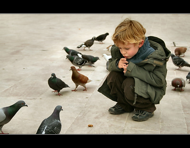 Patience-is-a-boy-with-pigeons